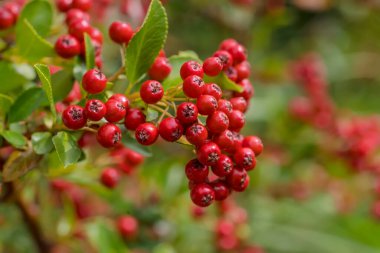 Ağaçta taze kırmızı meyveler var. Kızıl ateş dikenli (Pyracantha coccinea) - yoğun kırmızı ve güzel meyvelerle süslenmiş bir çalılık. 