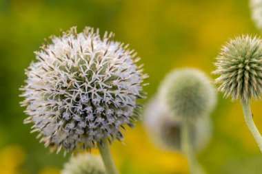 Close up view of beautiful flowers . Spherical (round) inflorescence of an ornamental plant  blooming in the garden. White spherical inflorescences of plants blooming on an August morning in the garden in front of a city house. 