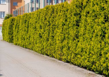 Arkasında beyaz tuğla bir duvar olan yeşil çalılar. Yüksek çit boyunca uzanan altın ağaçlarla döşenmiş giriş sokağı. Şehirde bir yaz sabahı, kaldırım taşından kaldırımlar ve yan tarafları kozalaklı çalılar.. 