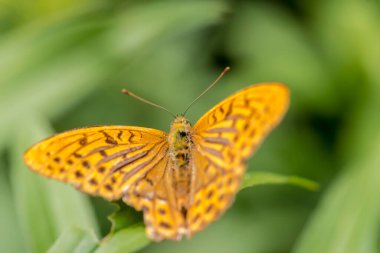Bir kelebeğe yaklaş. Turuncu bir kelebek yeşil bir yaprağın üzerinde kanatları açık oturur. Küçük bir nehrin kıyısında büyüyen bir bitkinin yaprağında oturan güzel bir kelebek.. 
