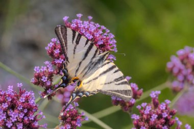  Güzel kelebek, kıt kırlangıç, verbena çiçekleri üzerinde notilus (Iphiclides podalirius). Güzel, renkli bir kelebek, şehirdeki bir evin yanındaki bahçedeki kırmızı çiçeklerle nektarla beslenir (Ostrowiec Swietokrzyski). 