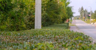 Şehrin güzel manzarası. Sokakta kaldırım boyunca büyüyen taze budanmış çitler. Kentsel alanda yeşilliğin yaz sonu temizliği (ve şekillendirilmesi). 