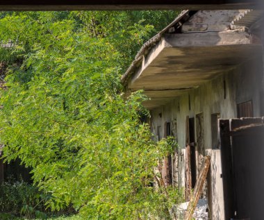 Ormandaki eski ev. Terk edilmiş, yıkılmış ve eski çiftlik binaları. Yazın ortasında, ormanların arasındaki bir köyde terk edilmiş bir çiftlik. .