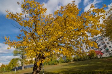 Sarı yaprakları ve mavi gökyüzü olan güzel sonbahar manzarası. Sonbahar ağacı ve altın yapraklar sabah mavi gökyüzüne karşı güneşte parlıyor. Apartmanlar arasında güzel bir sonbahar manzarası - gerçek bir Polonya Altın Sonbaharı.  