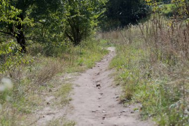 Ormana giden yol, yaz günü, yeşil çimenler ve ağaçlar. Ağaçlarla dolu vahşi bir çayırın içinden geçen bir patika. Şehirde 