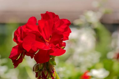 Bahçedeki güzel kırmızı çiçekler. Evin önündeki çiçek tarhında güzel kırmızı çiçekler. Kırsal tarzda açan kırmızı çiçekler şehrin önündeki bir çiçek tarhında çiçek açıyor.. 