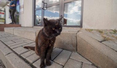 Eski bir evin penceresinin önündeki kara kedi. Çikolatalı siyah kedi bir eczanenin önünde merdivenlerde oturuyor. Bir kozmetik ve temizlik ürünleri mağazasının önüne dilini uzatmış son derece sosyal bir kedi. . 