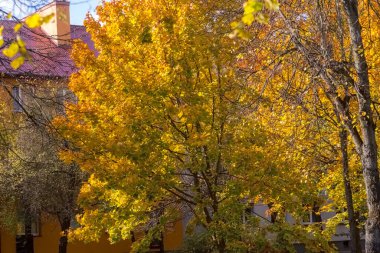 Autumn in the park. Breathtakingly beautiful looking trees in a coat of colorful leaves in warm autumn colors. Beautiful nature in the city in an extremely colorful autumn setting on a sunny day. clipart