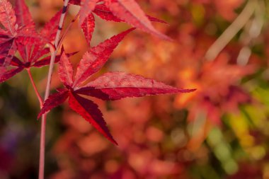 Güzel sonbahar yaprakları arka plan, sonbahar mevsimi konsepti. Kırmızı yapraklı Japon akçaağacı sonbahar güneşinde ev bahçesinde. Japon akçaağaç yapraklarının yoğun kırmızısı bir sonbahar öğleden sonrasında batan güneşin ışınlarında. 