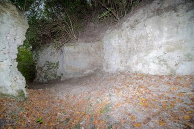 Ormanda bir ağacın olduğu güzel bir manzara. Bir zamanlar beyaz tortulu kayalarda suyla oyulmuş pitoresk bir vadi. Güzel Swietokrzyskie doğası - Chmielow 'un yanındaki pitoresk tepeler (Ostrowiec Swietokrzyski' nin yanındaki)). 