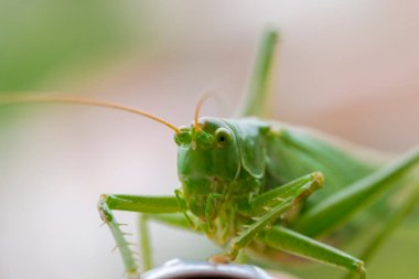 Yeşil bir yaprağın üzerindeki çekirgeye yaklaş. Çitin üzerinde oturan büyük yeşil çekirge. Büyük yeşil otçul bir böcek (yakın bir tür uzay yaratığı gibi görünüyor) bir yaz sabahı çelik bir çit kenarında oturan. 