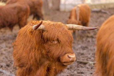 Tarladaki inek. İskoçya 'nın tüylü inekleri kış günü açık bir otlakta. Sakin, dost canlısı hayvanlar ışıkta otlakta, geçen, eriyen karlar. 