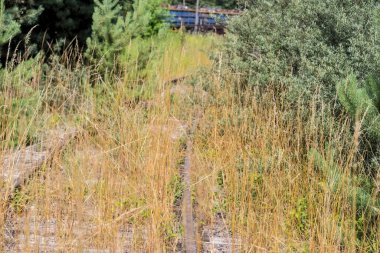 Ormandaki terk edilmiş tren raylarında otlar ve diğer bitkiler yetişiyor. Uzun otlar ve çeşitli bitkiler ormandaki terk edilmiş tren rayları üzerinde yoğun bir şekilde büyür. Paslı izler yeşilliğin altında kısmen saklı.. 