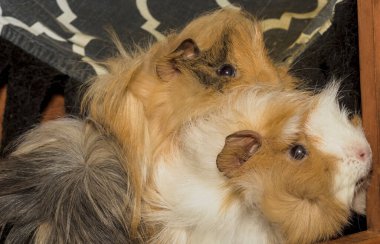 İki genç kobay (Peru çeşitliliği) kafeslerinden çıkarlar. Beyaz, kahverengi ve siyah tonlarında uzun, akıcı kürklü iki Peru kobayı merakla çevrelerinden dışarı bakıyorlar.. 