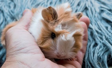 Genç kobay (Peru cinsi) bir erkeğin elinde genç kobay (Cavia porcellus) bir insanın eline bağlıdır. Bu Peru cinsi, beyaz ve açık kahverengi renkli uzun tüylü kürke sahiptir. Küçük, yuvarlak kulakları ve parlak gözleri görülebilir.