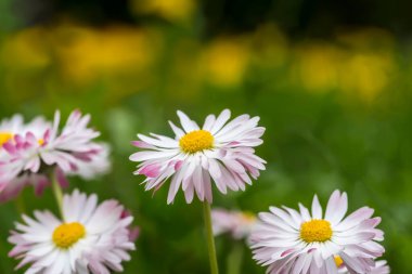 Bir grup vahşi papatya bir bahar çayırında çiçek açtı. Bellis perennis, yaygın olarak papatya olarak bilinir, pembe ve sarı merkezi bir disk ile bembeyaz taç yaprakları sergiler. Bu çiçekler, arka planda bulanık, canlı yeşil bir çayırda yetişir. Yapraklar..