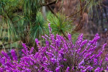 Kenevirin güzel mor açan bahar çiçekleri. Mor kenevir çiçekleri (Erica carnea L.) ön planda baskın olarak, küçük, çan şeklinde çiçek kümeleri sergilerler. Canlı mor, yeşilin arka planıyla tezat oluşturuyor. .