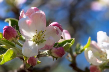 İlkbaharda ormanda kırmızımsı çiçeklerle açan yabani bir elma ağacı. Önplanda pembe yapraklı elma çiçekleri ve sarı mantarlar serpilmektedir. Çiçeklerin etrafını saran yemyeşil yapraklar, mavinin bulanık arka planıyla çelişiyor. .