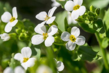 Dört taç yaprağı ve sarı merkezli küçük, beyaz çiçek kümeleri parlak yeşil yaprakların arasına konur. Çiçekler, genellikle rockcress olarak bilinen Arap cinsinden geliyor. Beyaz yapraklarla yeşil yapraklar arasındaki keskin kontrastı. 