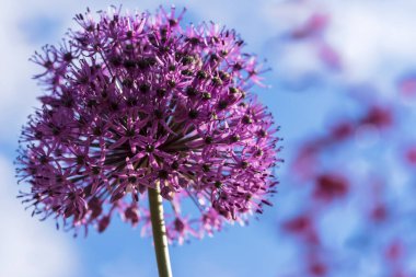 Küresel infloresans - mor-pembe - bahar gökyüzüne karşı canlı mor-pembe renkler içinde açık mavi bir bahar gökyüzüne karşı duruyor. Yıldız şeklindeki çiçekler tek bir uzun sapın üzerinde yoğun, yuvarlak bir şekil oluştururlar. Arka plan gösteriyor ki....