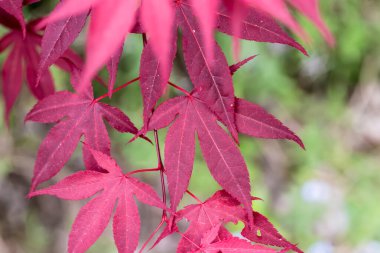 Japon akçaağacının kırmızı yaprakları baharda haşereler tarafından az miktarda yenir. Japon akçaağacının (Acer palmatum) canlı kırmızı yaprakları gösterilir. Yaprakların bir avuç içi şekli var, her birinin birden fazla lobu var. Bazı yapraklar küçük delikler ve düzensiz kenarlar gösterir. 