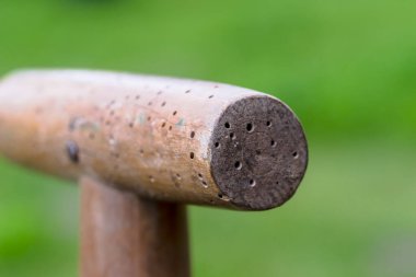 Tahta bir kürek sapı, tokmaklar (Anobium punctatum) ahşap böcekler tarafından yapılmış deliklerle dolu. Sapın yüzeyi pürüzsüzdür, doğal ahşap bir tahıl görünür ve ucu yuvarlaktır. Delikler yüzeyin her tarafına dağılmış. 