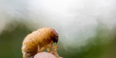 Öğütücü portresi - Bir bahar günü böcek larvası olabilir. Bir Mayıs böceği larvasının (Melolontha) segmentli, yumuşak, krem renkli vücudu ve kırmızımsı kahverengi kafası olan yakın çekimi. Parmak ucunu kavrıyor, küçük boyutunu vurguluyor. Arka plan odak dışı.