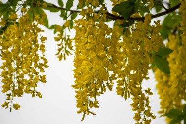 Yellow flowers of yellow acacia - Siberian caragana (Caragana arborescens Lam) on a spring cloudy day also known as Siberian peashrub, contrast against a cloudy sky. The blossoms form thick, cascading bunches, composed of small, pea-like shapes. 