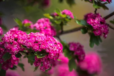 Yoğun mor (pembe) Hawthorn (Crataegus spp.) İlkbaharda şehirde çiçekler açtı. Canlı pembe çiçek kümeleri yeşil yapraklara karşı bolluk içinde çiçek açar. Çiçekler, yoğun bir şekilde paketlenmiş, katmanlı yapraklarla zengin bir renk sergiliyor, .