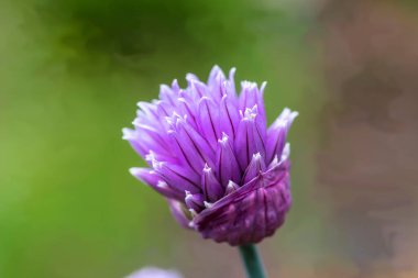 Mor, mütevazı, ama yine de güzel, çiçek tarhında soğan çiçeği. Frenk soğanı (Allium schoenoprasum) narin, mor tonlarda taç yaprakları ile birlikte. Yapraklar sivri uçlu ve yuvarlak, küçük bir çiçek başı oluşturuyor. Yeşil gövde incedir..