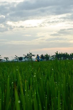 Pirinç tarlasında yeşil çeltik ve gökyüzünde bulutlu büyük ağaç