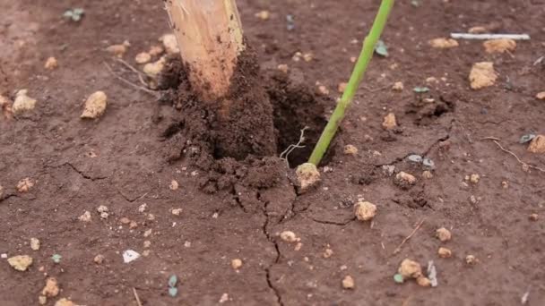 Close Mão Agricultor Masculino Sênior Plantando Chili Planta Cavar Solo — Vídeo de Stock