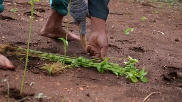 Close Hand Senior Male Farmer Planting Chili Plant Digging Soil — Stock Video