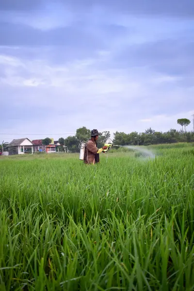 Kıdemli erkek çiftçi pirinç tarlasına çeltik ekmesi için böcek ilacı sıkıyor. Endonezyalı endonezyalı çiftçi.