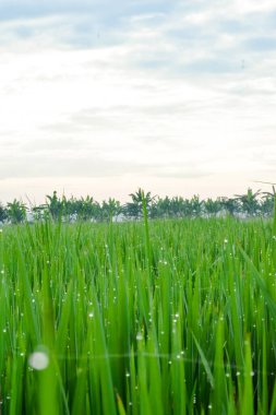 Pirinç tarlasında yeşil çeltik bitkileri, bulutlu arka plan