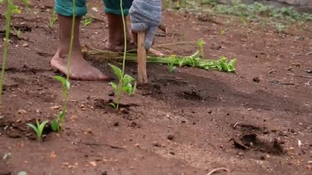 Cerca Mano Del Agricultor Macho Mayor Plantación Chile Excavación Plantas — Vídeos de Stock