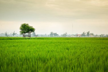 Pirinç tarlasının ortasında yaprak çatısı olan küçük bir kulübe. Endonezya 'da güzellik manzarası