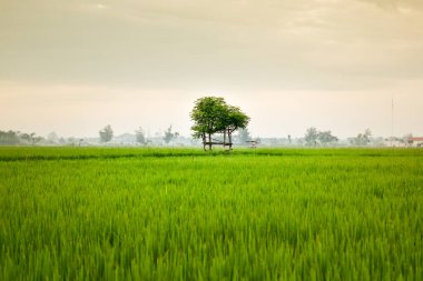 Pirinç tarlasının ortasında yaprak çatısı olan küçük bir kulübe. Endonezya 'da güzellik manzarası