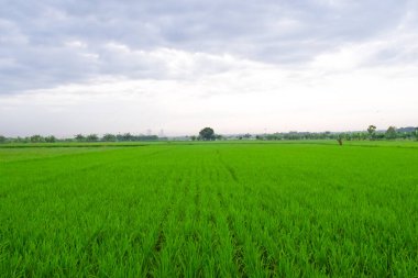 Pirinç tarlasında yeşil çeltik ve gökyüzünde bulutlu büyük ağaç