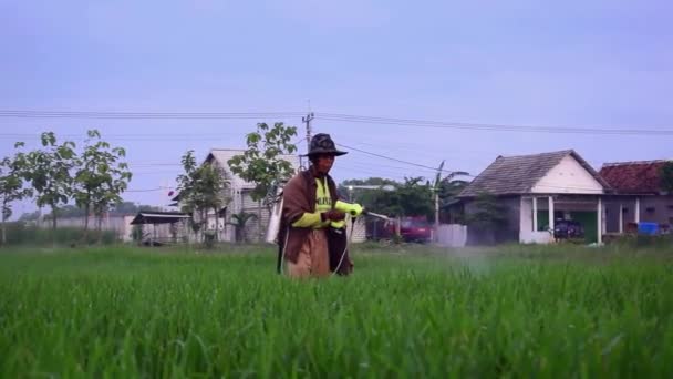 高级男性农民在稻田上喷洒杀虫剂给水稻植株 — 图库视频影像