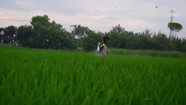 Senior Male Farmer Spraying Pesticides Paddy Plant His Rice Field — Stock Video