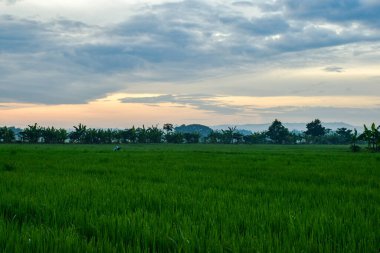 Pirinç tarlasında yeşil çeltik bitkileri, bulutlu arka plan