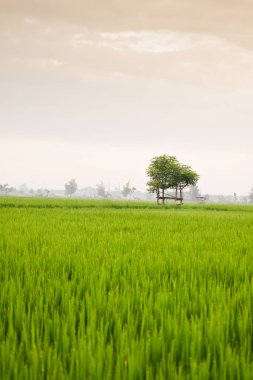 Pirinç tarlasının ortasında yaprak çatısı olan küçük bir kulübe. Endonezya 'da güzellik manzarası