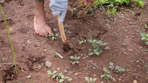 Senior Manliga Bonde Plantera Chili Växt Gräva Jord Med Trä — Stockvideo