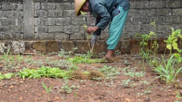 Hombre Mayor Agricultor Plantando Planta Chile Excavando Suelo Con Palo — Vídeos de Stock