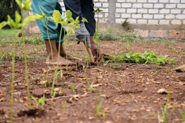 Kıdemli çiftçi bambu şapkası takıyor ve toprağa odun sopasıyla biber ekiyor.