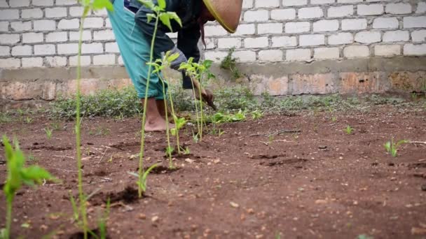 Hombre Mayor Agricultor Plantando Planta Chile Excavando Suelo Con Palo — Vídeos de Stock
