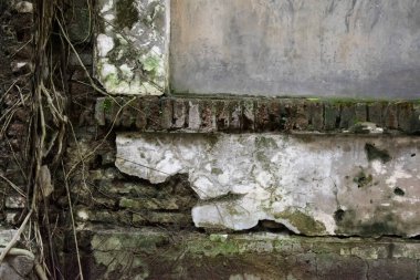 Yaşlı ağaç kökleri eski tuğla duvarlarında yetişir.