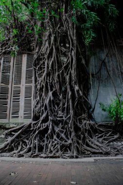 Büyük kökler tarihi bina duvarında, kökler Kota Lama 'da, Semarang City, Endonezya' da.