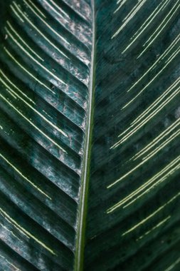 Goeppertia louisae yaprak arkaplan deseninin çizgili çizgi deseni